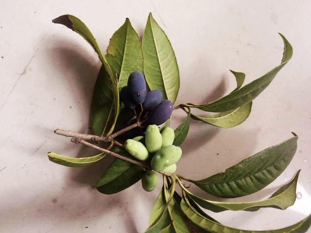 桂树|这种树的花120元1斤,果实却长满树没人要,殊不知价值极高