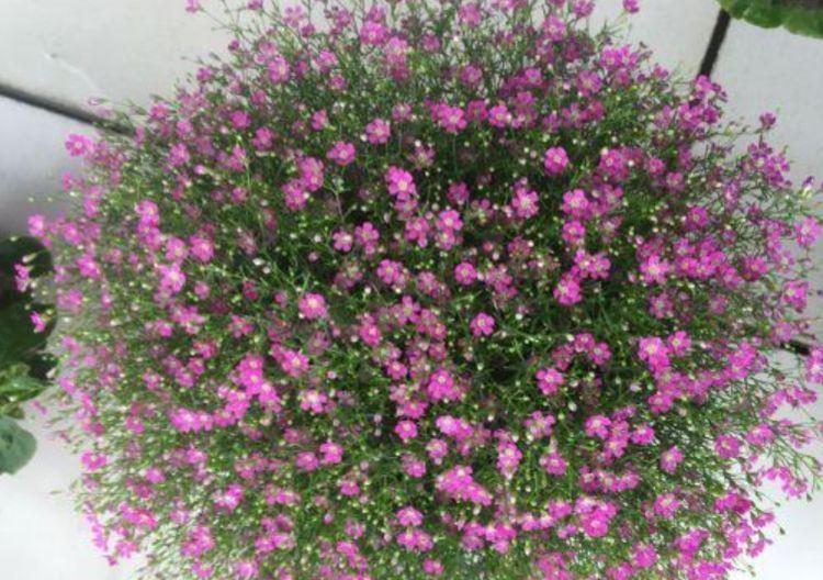 4种花号称花界劳模,花色繁多易爆盆,娇艳欲滴