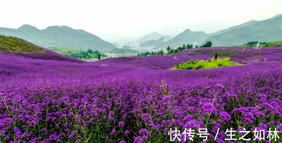 花海|心理测试：你想和你的TA在哪片花海里游玩，测你天生享什么好命？