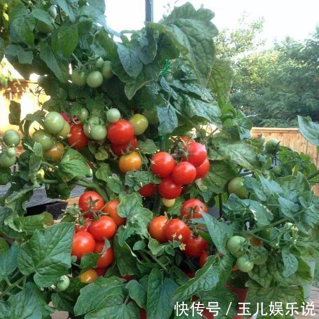 阳台种菜，种3种速生菜，30天就采摘，叶子肥嫩，硕果累累