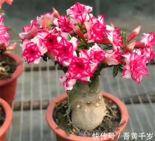 对于沙漠玫瑰,了解的人不多,但你若想种好它,这5个技巧要知道