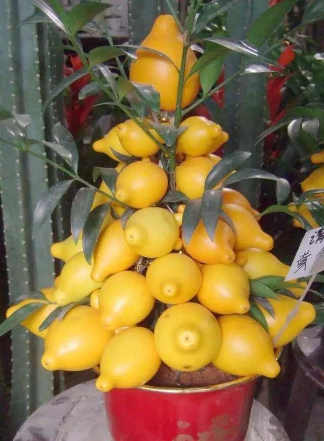 客厅|这些盆栽水果,巴掌大一棵能结上百个,客厅放一盆,馋的直流口水