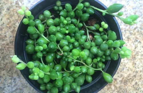 如何让佛珠吊兰越长越美？把握好4个环节，装扮窗台不是梦