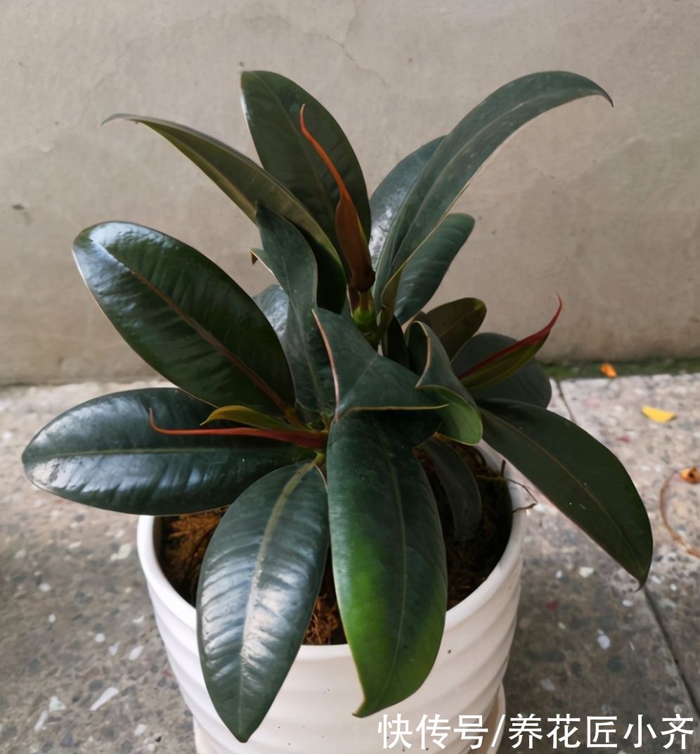 生根|5月可以扦插四种花，只要温度高，见土就生根