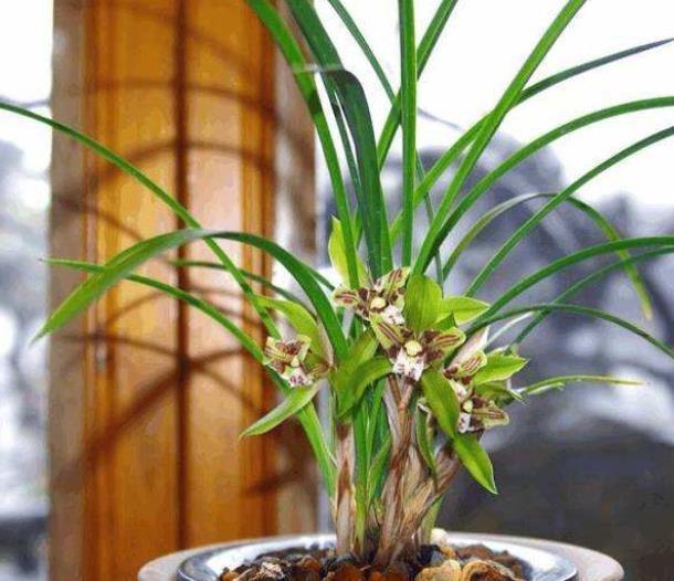 12月养兰花,3个动作操作不当,兰花花梗少,还容易消苞