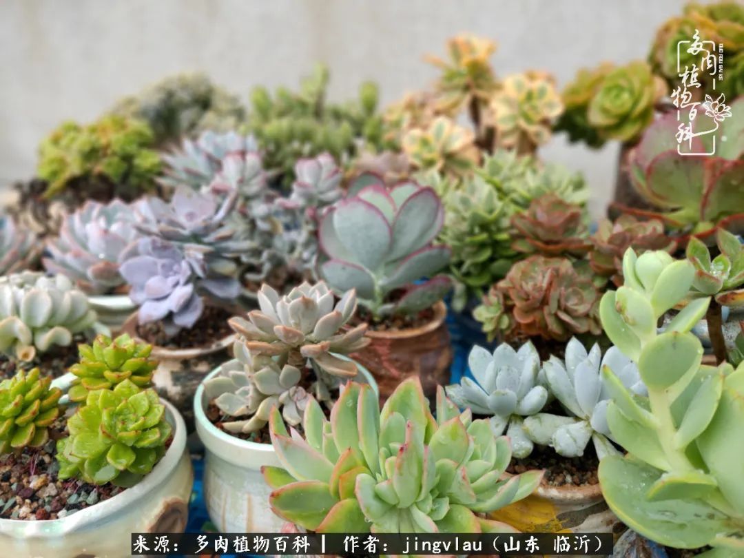 花月|多肉露养度夏,没遮阳没遮雨,有惊无险!