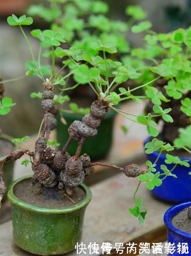 湿润|马路边常见“3种草”,养花盆里变“盆景”,好看又值钱!