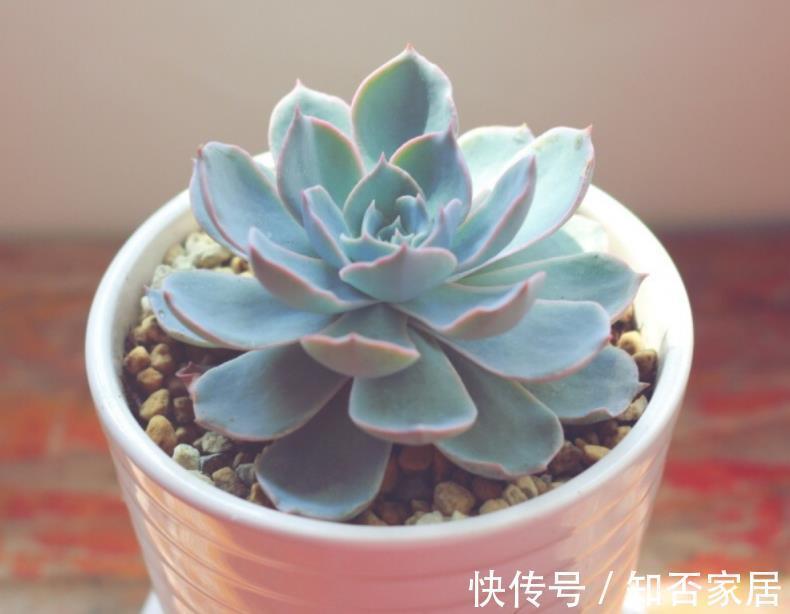 阳台上|7月养多肉就选这款夏型种,天热爱上色、出状态,值得拥有