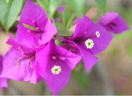 四季有花开,漂亮似玫瑰,植株低矮,还很好养