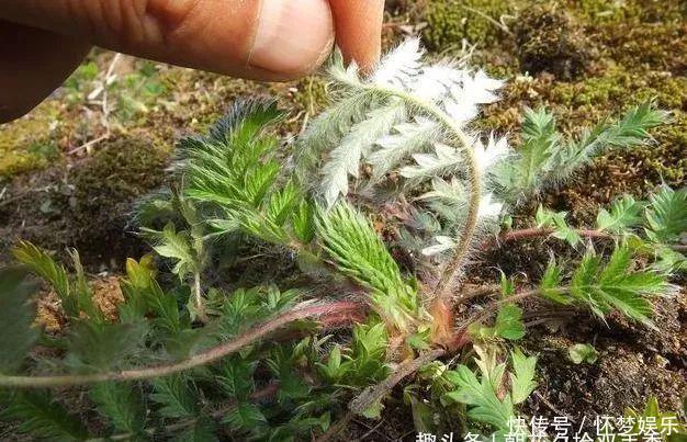 农村常见的野生植物，农村娃视其为零食，殊不知可以入药