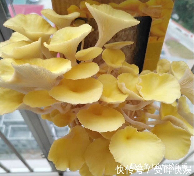 阳台不止能养花,还能种蘑菇,15天一茬,2个月吃不完