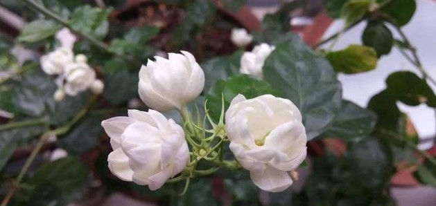 在家养护茉莉花,注意下面几点,花期满枝头全是花