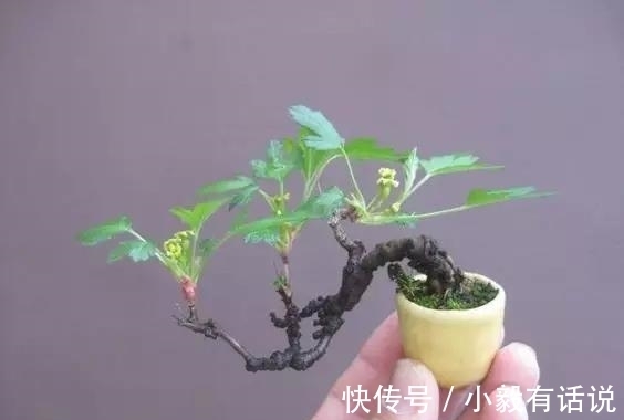 微型盆景越来越受欢迎，这里是它们的“集中营”，都是你想知道的