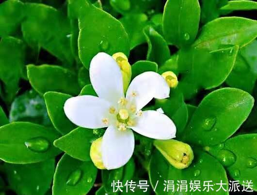 满屋|此花香气袭人,放阳台、放卧室、放卫生间,放哪儿都会满屋飘香!