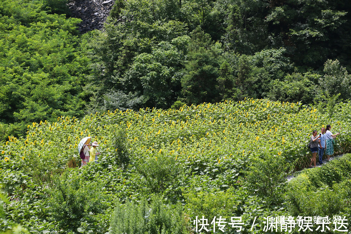 油葵|隐世小山村向日葵花盛开引来游客，高颜值经济让村民脱贫致富