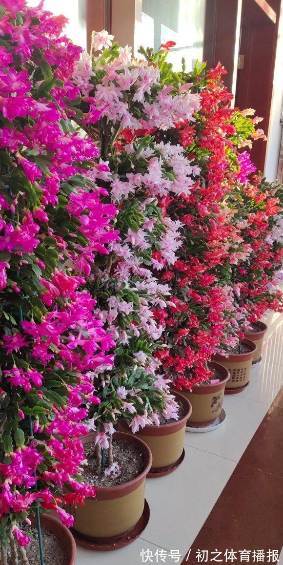 蟹爪兰装葱死活不开花,3个窍门,一次性解决,嗖嗖就花满枝