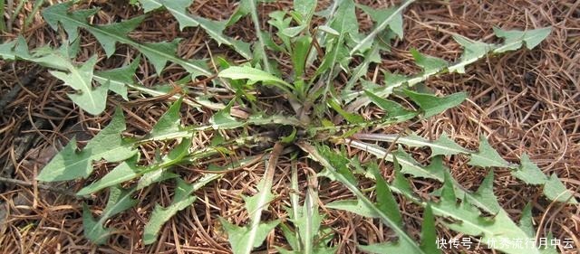 春天的這個東西是個寶，能泡水也能蒸著吃，鮮美營養(yǎng)，錯過就沒了！