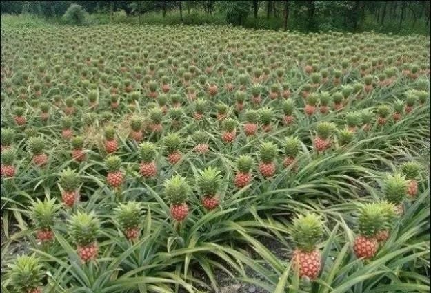 雪莲|水果如何在收获前生长稠密但昂贵雪莲很尴尬我不是《红薯》