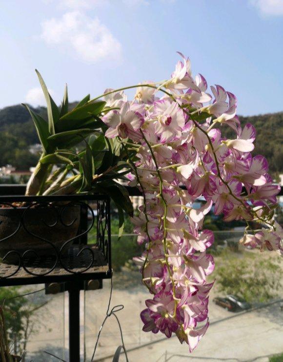 这5种花,都是老中医的最爱,个个都养人,看看你养了哪种