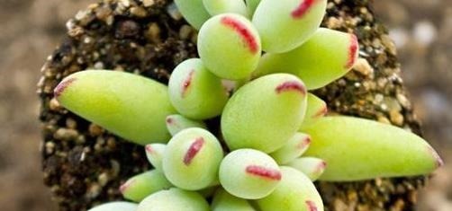 5款多肉,都属于“福娘系”,家里养几盆,福气满满、十分可爱