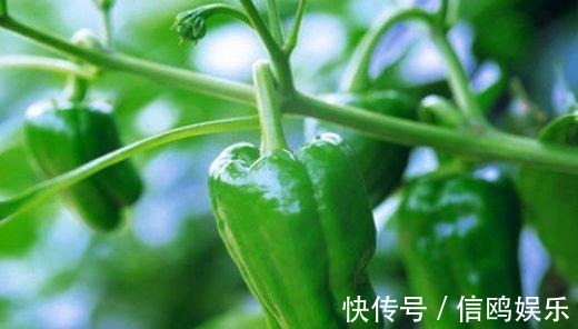 西梅西梅|女性要排毒,离不开4种食物,排出毒素,净化血液,滋养女性子宫