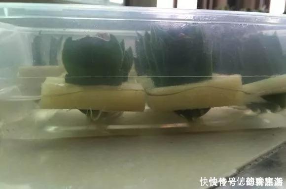 梳子|蟹爪兰插在梳子上,一次50片,大白根呼呼冒,爆盆太过瘾