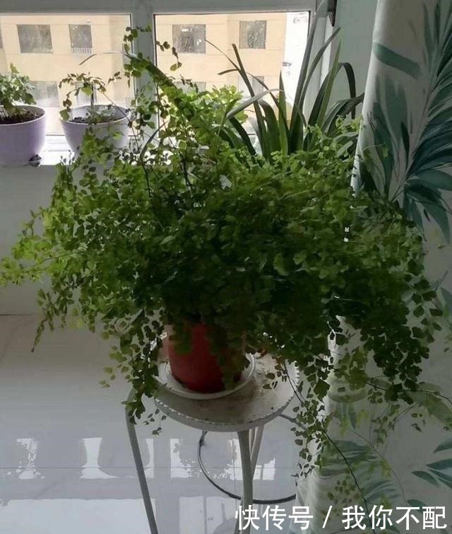 净化|最适合养在卫生间的花，一盆就能净化空气，赶紧养起来啦！