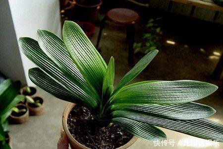 君子兰养半年没变化,爷爷只用一勺它,像打了鸡血般开花爆盆