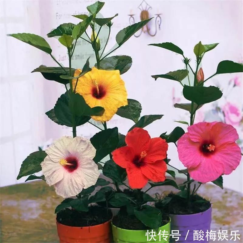 叶片|这3种花“剪一刀”,顺利过冬,来年又能开花了