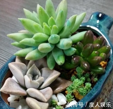 多肉买回来就直接浇水教你4个小窍门,保证多肉成活快长势好