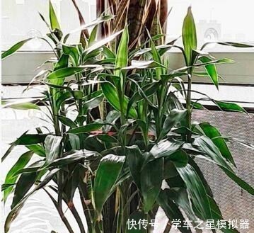 5种“植物”，寓意吉祥还“招财”，可以多养三四盆，比发财树强！