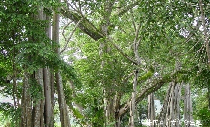 森林|游客森林野游，导游再三叮嘱不可触碰大树，它们究竟暗藏何玄机