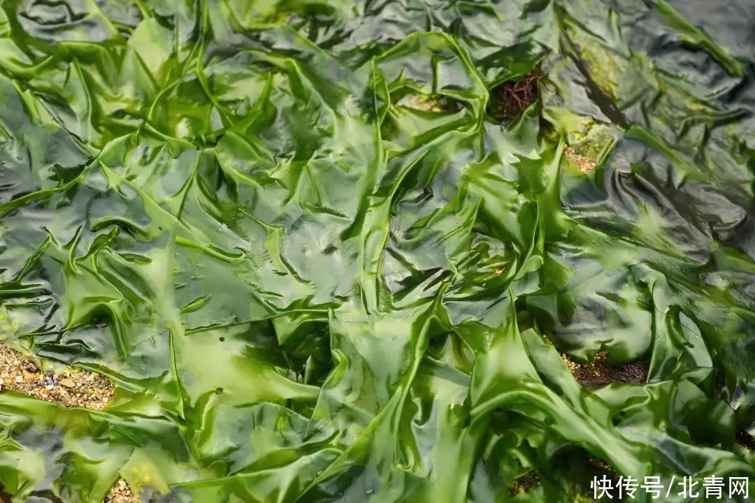 海藻|裙带菜和海带有啥区别？哪个营养更丰富？别再傻傻分不清了