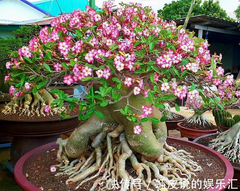 植物|7种“懒人花”,漂亮又好养,客厅养一盆,大气吉祥,养人又旺家