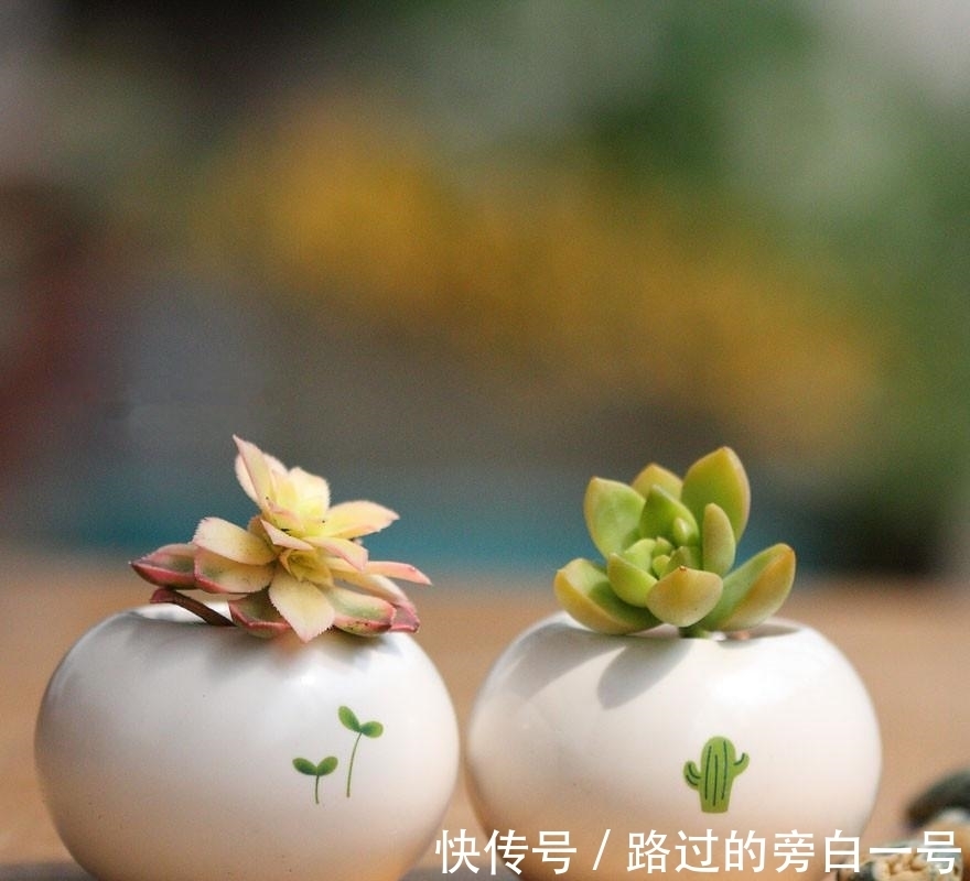 浇水|多肉植物如何浇水?养多肉需要注意的几个点,分享给你