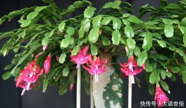 以下4种植物适合新手养，一个月不浇水照样长，懒人党的福音！