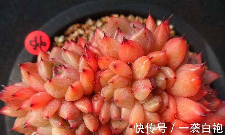 多肉拉霍亚——带爪的东云,堪称爪系基因与东云系基因的完美结合