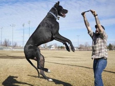 世界最高大的狗世界十大最高大的狗排行榜 快资讯
