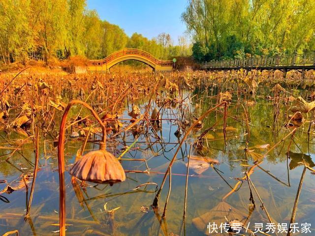 在红荷湿地，秋叶美成了故事，冬湖亮成了风景