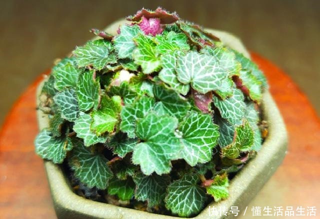 家里卫生间,就养6种花,吸潮气除异味,厕所变成“绿植园”!