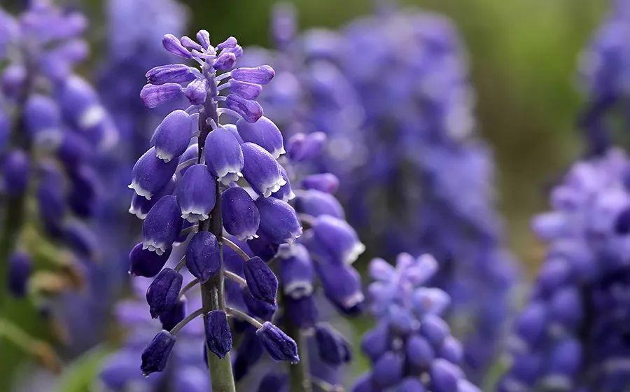 仙客来|想要养好球根花卉,这4点要注意,赶紧学起来,每年都可以开花