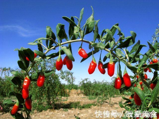 岢山|怎么发挥枸杞功效老中医搭“它”，补肾效果10倍