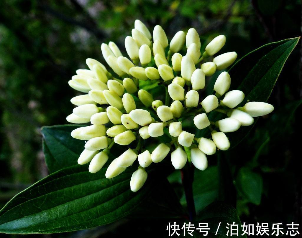 盆栽|晚上失眠,就养“这花”,香味扑鼻,一觉睡到天亮,别不养