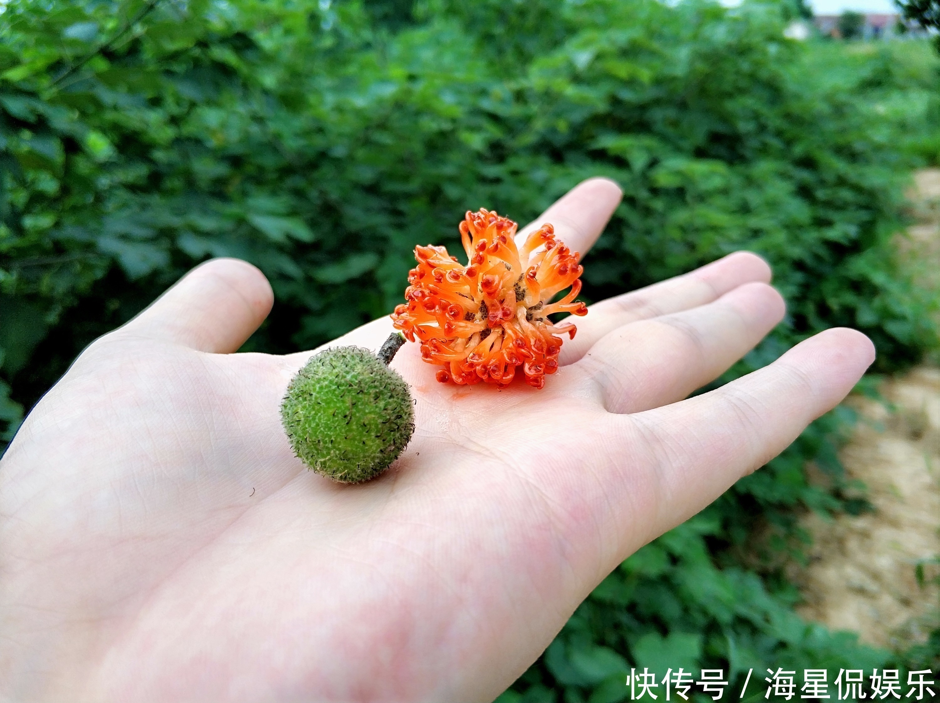 威灵仙|一个方子,2味药!上治颈椎,中治腰椎,下治膝盖与脚跟,请品味