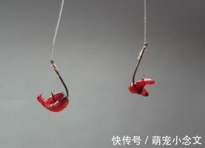 红虫|学会这2种挂蚯蚓的方法，想钓不到鱼都难