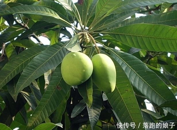 水果|几款青色的水果,全吃过的怕是“急性子”,图4才吃一口就皱眉!