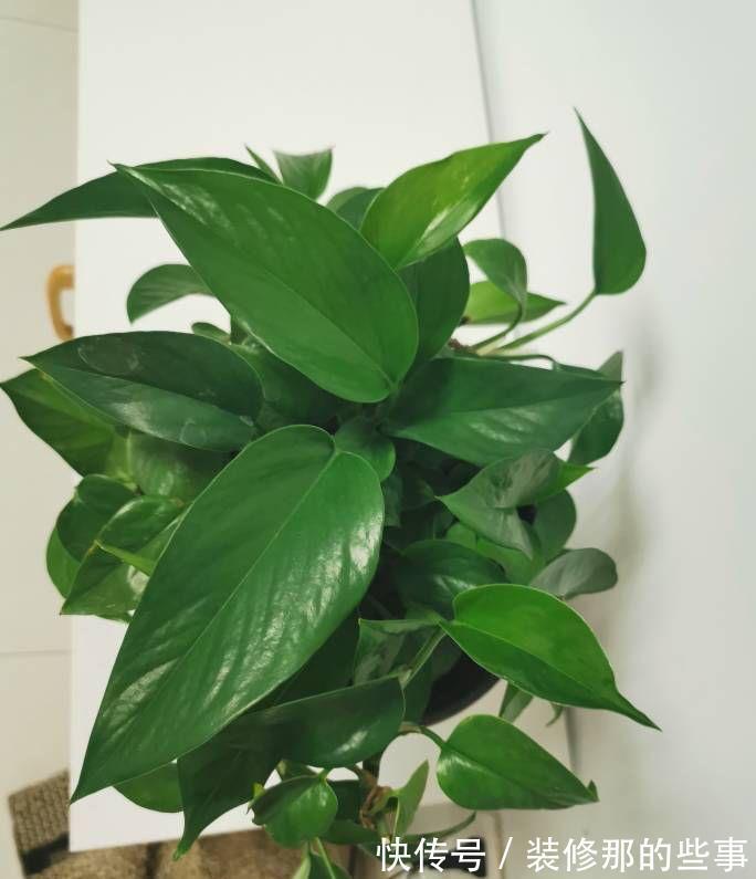 茂盛|绿萝长得慢,用它浇一浇,叶子更绿更多,肥得流油