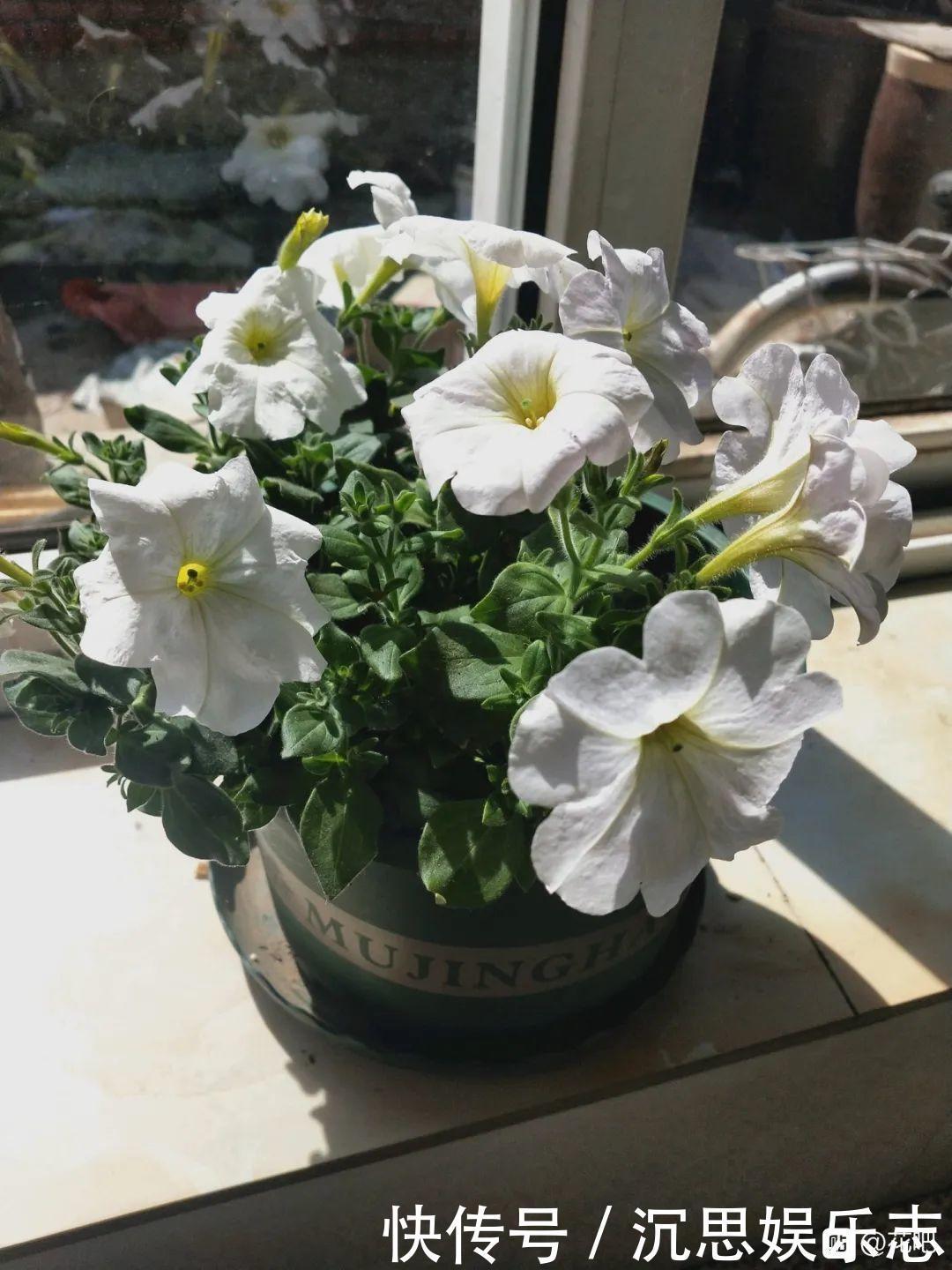 花友种在家门口多年的花，全被人折了，因为不吉利