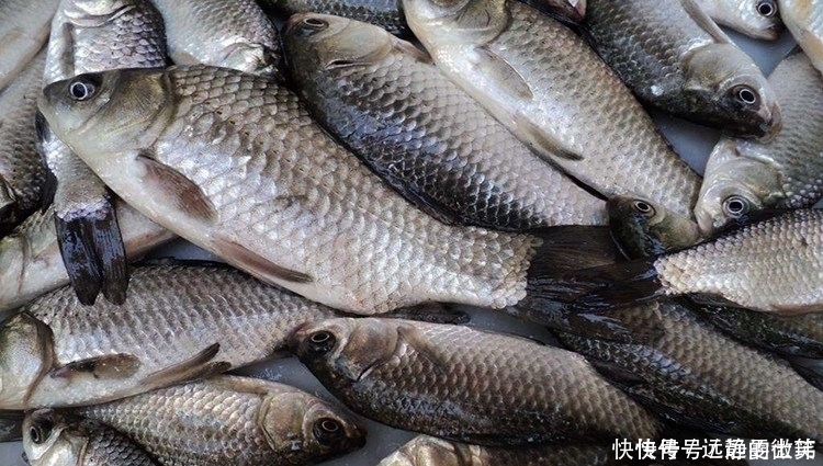 钓友|手把手教你自制钓鱼小药 成本低诱鱼效果好通杀鲫鲤草鱼