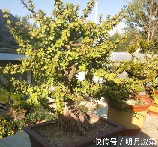 玉树|马齿苋树太廉价一根枝条,一碗汤,长成老桩,变“万元盆景”
